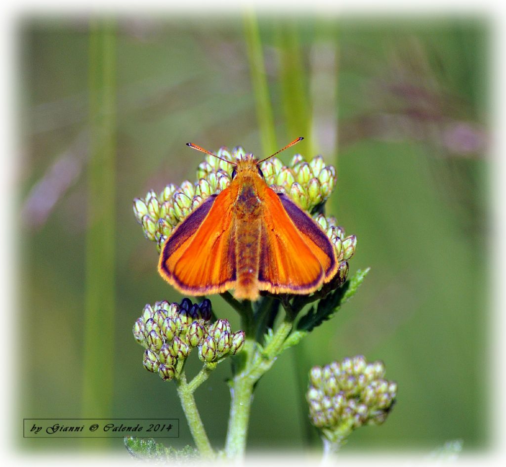 una conferma forse Thymelicus lineola/sylvestris??